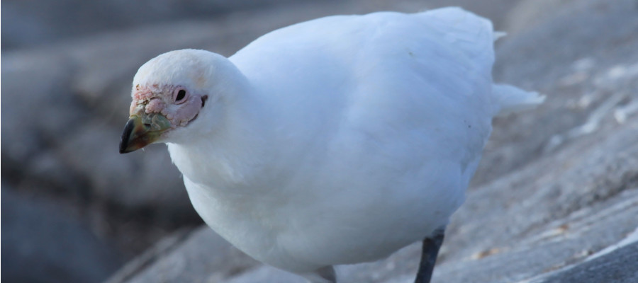 Sheathbill