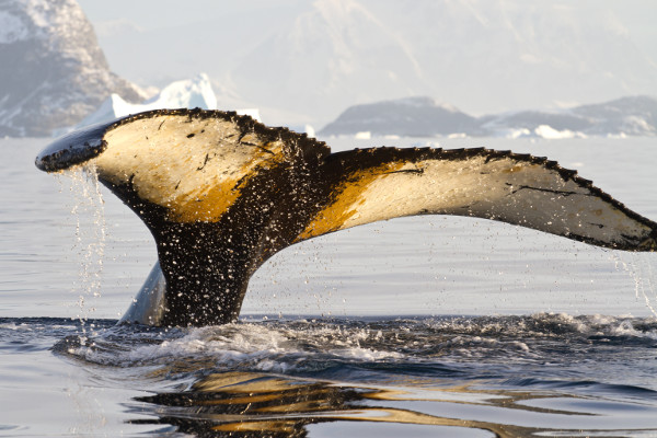 Image of a Whale's Tail