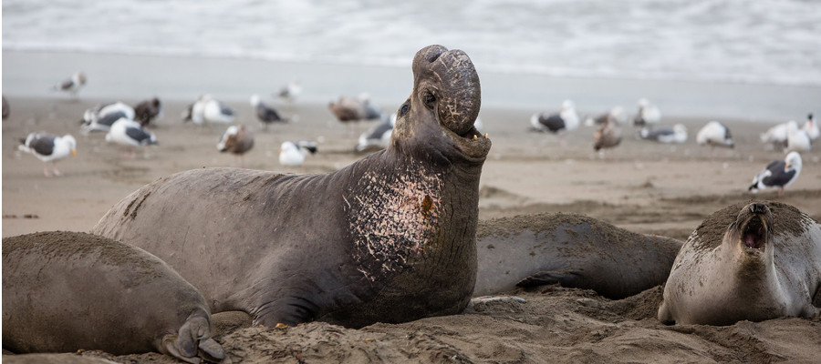 Photo of a Southern Elephant Seal